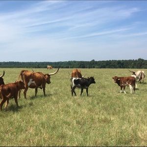 Meet your Posher, Marshall